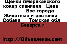 Щенки Американского кокер спаниеля › Цена ­ 15 000 - Все города Животные и растения » Собаки   . Томская обл.,Северск г.